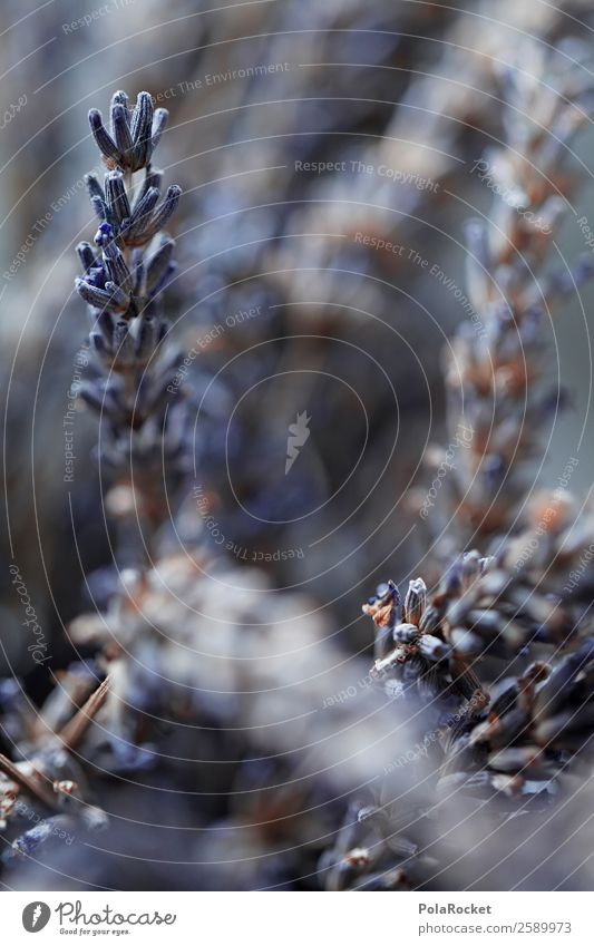 #A# Lavender Blue Art Esthetic Lavender field Lavande harvest Violet Fragrance France Provence Colour photo Subdued colour Close-up Detail Experimental Deserted