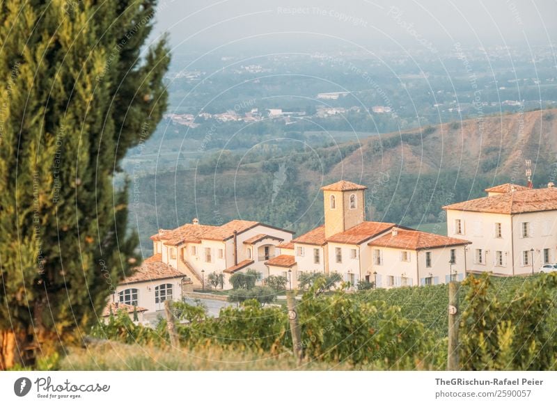 vineyard Nature Landscape Esthetic Italy Travel photography Winery Cypress Manmade structures Vine Hill Vantage point Tower House (Residential Structure)