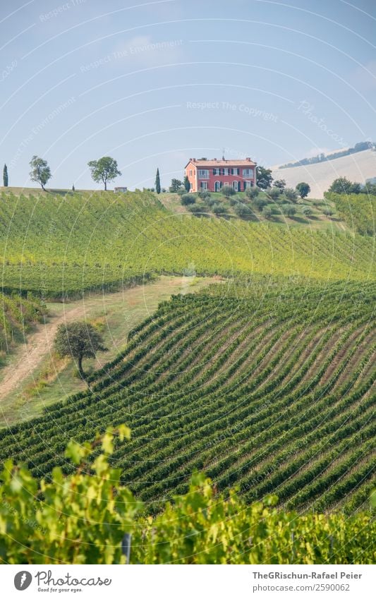 house Landscape Blue Green Pink House (Residential Structure) Line Vine Tree Vineyard Bunch of grapes Italy Sky Hill Colour photo Exterior shot Deserted