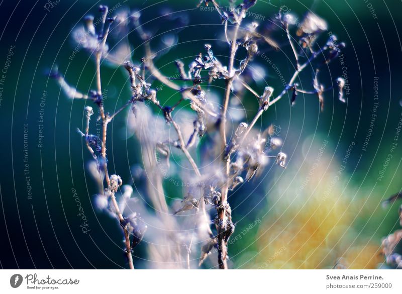 . Spring Beautiful weather Plant Bushes Natural Hope Point of light Fresh Meadow Colour photo Exterior shot Deserted Shallow depth of field Central perspective