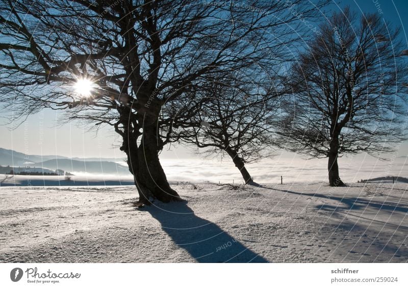 And there's sun! Environment Nature Landscape Plant Sunlight Winter Climate Beautiful weather Ice Frost Snow Tree Peak Snowcapped peak Fantastic Cold White