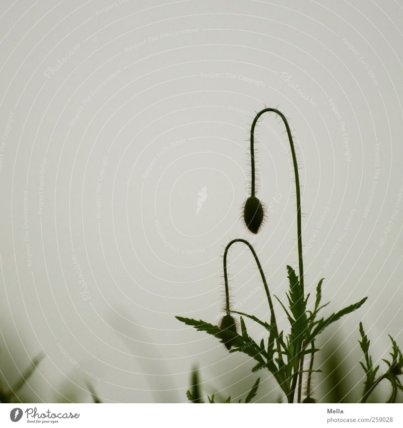 summer Environment Nature Plant Spring Summer Bad weather Flower Wild plant Bud Poppy Meadow Field Sadness Growth Dark Natural Gloomy Gray Grief Transience