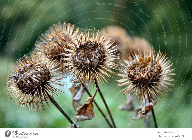 At the end Spider's web Plant Thorn Faded Diesteln.