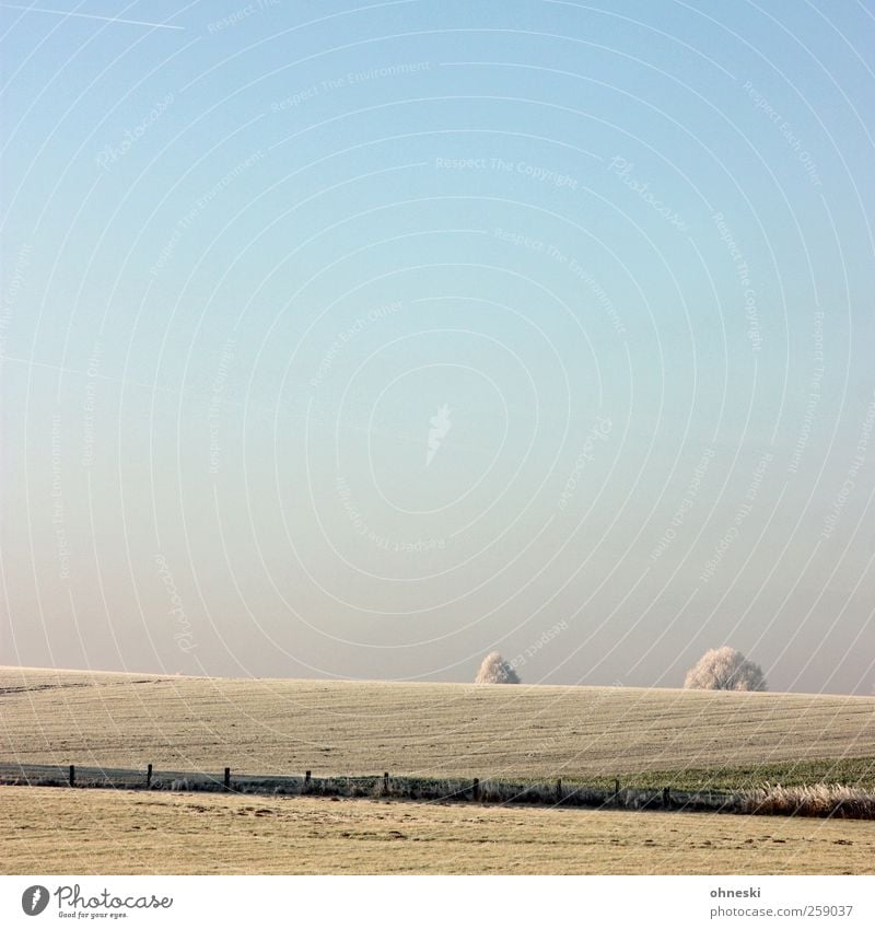 frostbites Landscape Earth Air Sky Cloudless sky Winter Ice Frost Treetop Field Cold Loneliness Horizon Idyll Calm Far-off places Colour photo Subdued colour