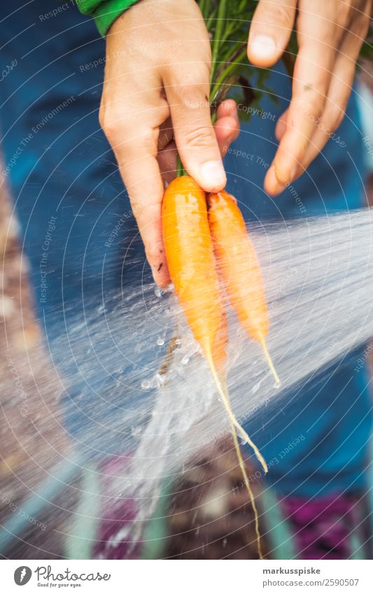 Fresh organic carrots self-catering high bed Food Vegetable Carrot self-sufficiency Nutrition Eating Picnic Organic produce Vegetarian diet Diet Fasting