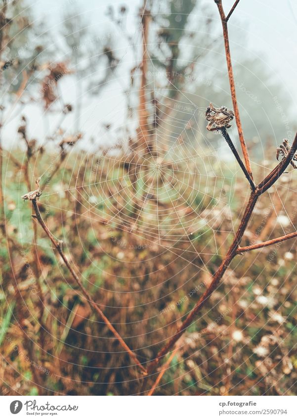 dreamcatcher Nature Plant Drops of water Autumn Bad weather Fog Grass Wild plant Garden Meadow Natural Brown Green Spider's web composite Limp Colour photo