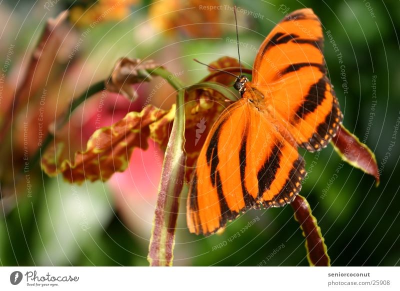 Really Butterfly Orchid Flower Feeler Insect Wing Colour Orange