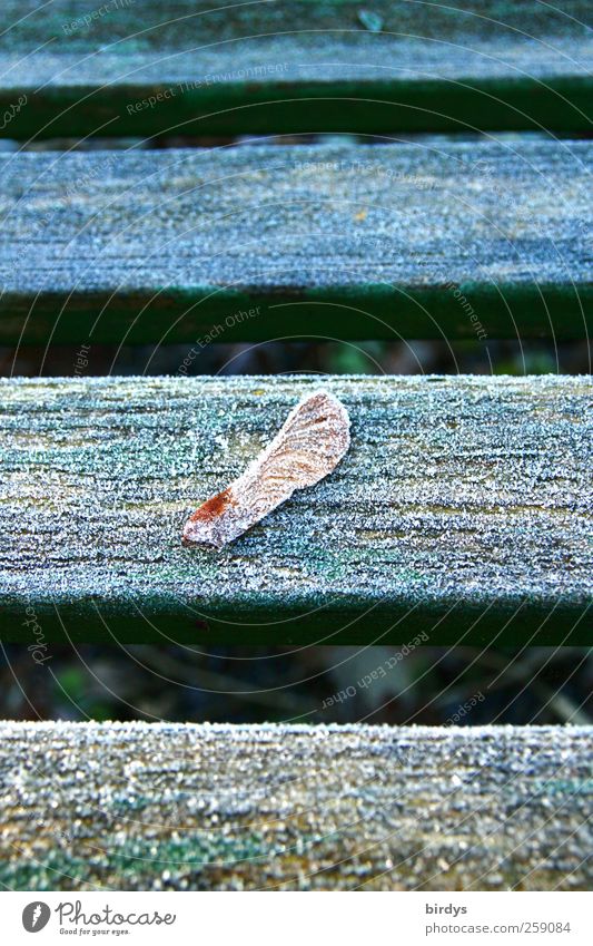 waiting for spring Winter Maple seed Freeze Wait Authentic Serene Cold Climate Nature Multicoloured Frost Hoar frost Parallel Gap Fruit Seed Colour photo