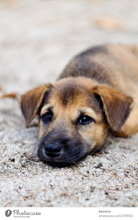 fart Puppy Dog Lie Ground Sadness Fatigue Sleep Puppydog eyes Poverty Cute Beautiful Sweet Sand Beach Grief Animal Pet