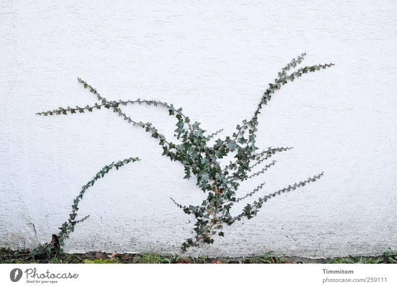 Stand by me! (green on white) Environment Nature Plant Ivy Wall (barrier) Wall (building) Concrete Growth Esthetic Gray White Emotions Honest Contentment Calm