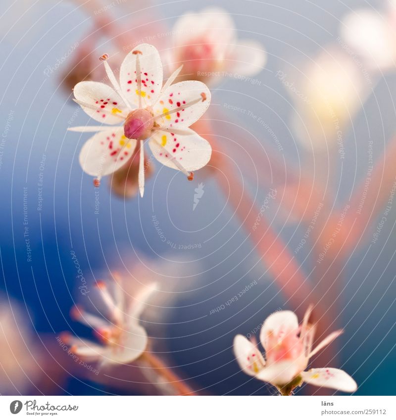 I'm small my heart is .... Plant Flower Blossom Wild plant Blossoming Succulent plants Colour photo Multicoloured Exterior shot Deserted Shallow depth of field