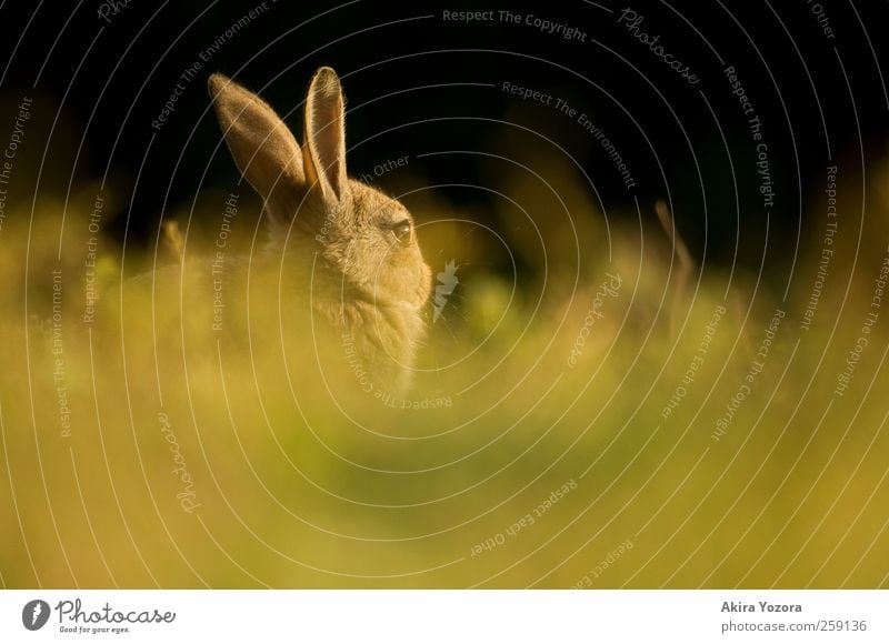 Hidden rabbit Nature Spring Summer Grass Meadow Animal Pet Wild animal Observe Sit Wait Brown Yellow Green Black Hare & Rabbit & Bunny Colour photo