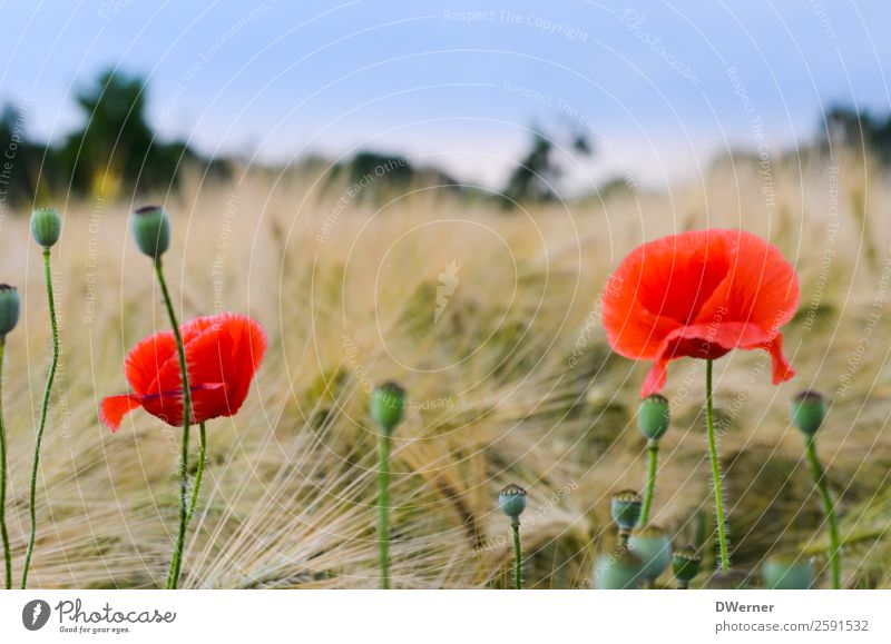 poppy flower Environment Nature Landscape Plant Sky Spring Summer Beautiful weather Flower Leaf Blossom Garden Field Hang Growth Clean Red Contentment Poppy