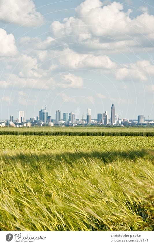 In the middle of green Stock market Financial institution Sky Clouds Meadow Field Frankfurt Town Outskirts Skyline Environment Colour photo Exterior shot Day