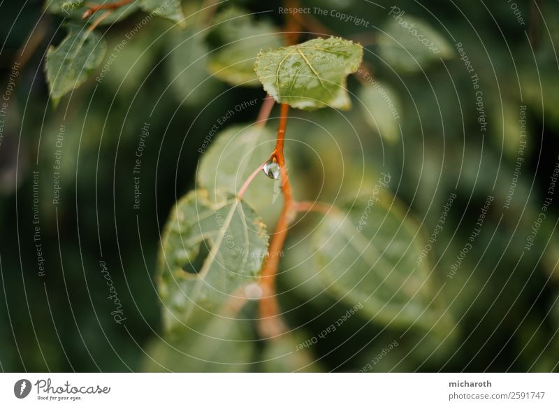 Drop in branch Beautiful Personal hygiene Healthy Health care Wellness Life Relaxation Calm Environment Nature Drops of water Autumn Climate Climate change