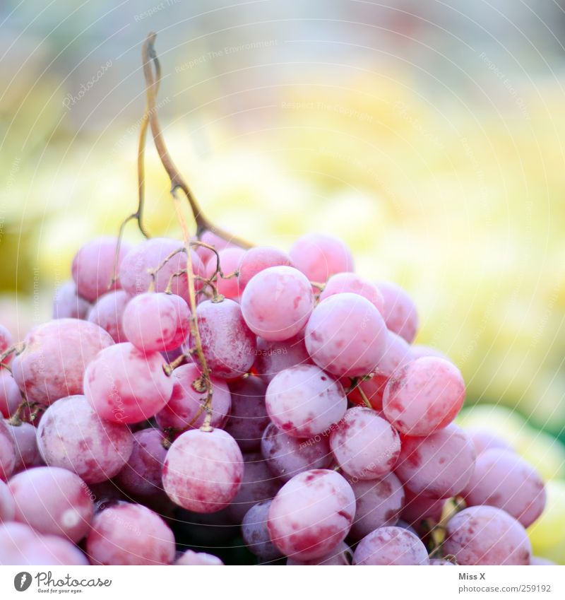 Blue grapes Food Fruit Nutrition Organic produce Vegetarian diet Fresh Delicious Juicy Sweet Violet Bunch of grapes Colour photo Multicoloured Close-up Deserted