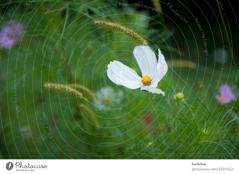 flower meadow Flower Nature Meadow Meadow flower Exterior shot Plant Colour photo Flower meadow Blossoming Summer Spring Grass Garden Green Fragrance Deserted