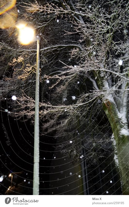 Winter fairy tale V Night sky Bad weather Snow Snowfall Tree Dark Cold Street lighting Colour photo Exterior shot Deserted Flash photo