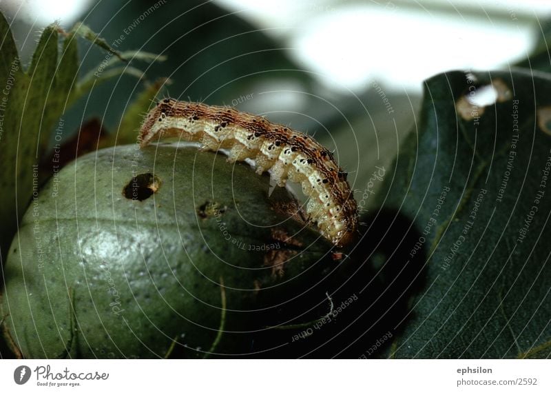 green mile Animal Leaf Green Transport Caterpillar