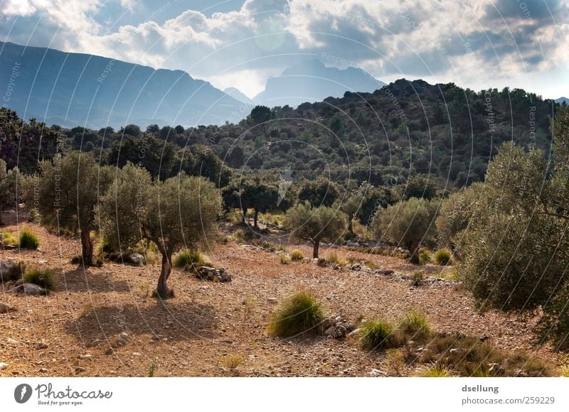 Mallorca XII Environment Nature Landscape Plant Earth Sky Clouds Summer Beautiful weather Warmth Tree Bushes Wild plant Olive tree Garden Forest Hill Island