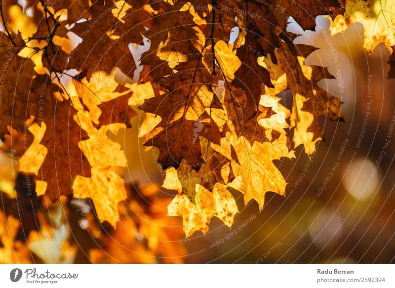 Yellow And Orange Autumn Tree Leaves In Fall Season Leaf Background picture Landscape Forest Nature Seasons Maple tree Gold Park Beautiful Red Natural Bright