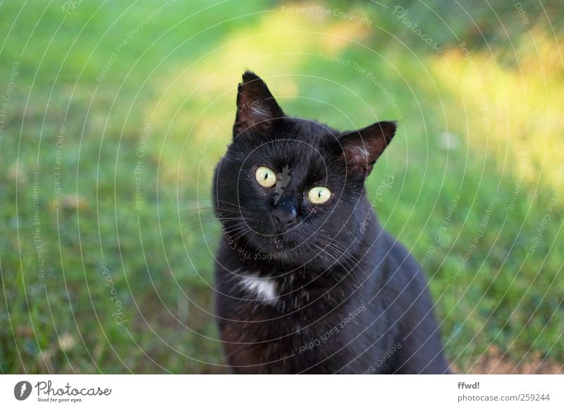 Carl-Heinz Animal Pet Cat Animal face 1 Observe Crouch Looking Sit Curiosity Serene Patient Calm Interest Colour photo Exterior shot Day Shallow depth of field