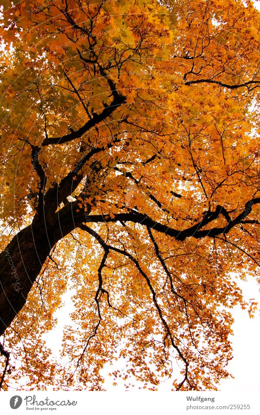 Golden Autumn Calm Nature Plant Beautiful weather Tree Contentment Colour photo Exterior shot Deserted Day Sunlight Worm's-eye view