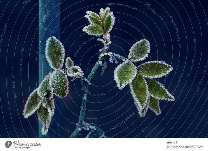 Frozen rose petals Winter Ice Frost Snow Snowfall Plant Bushes Rose Leaf Dark Cold Blue Green Cold shock Climate Rose leaves Rose plants Exterior shot