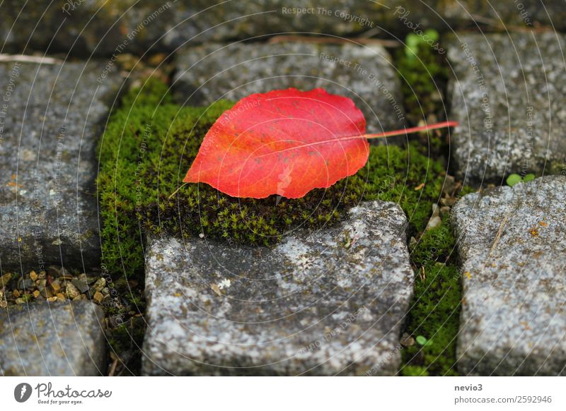 Red leaf on cobblestone pavement Environment Autumn Moss Leaf Beautiful Gray Green Cobblestones Stone Autumnal Carpet of moss Seam Square To fall Lichen Orange