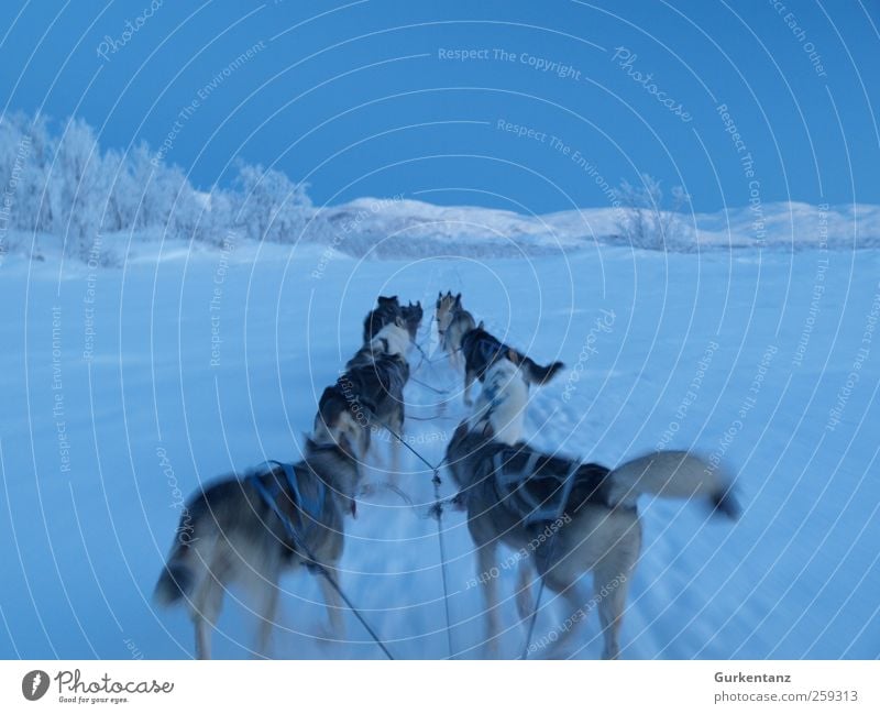 blue ride Adventure Freedom Winter Ice Frost Snow Animal Dog Group of animals Driving Walking Infinity Blue Power Horizon Husky Sled dog Sled dog race Laporten