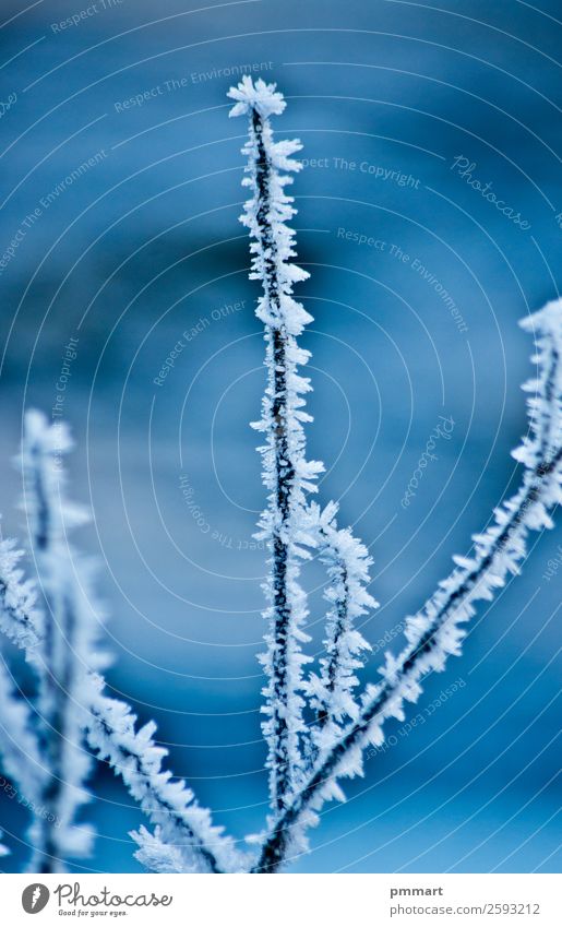 frozen tree branch in winter Beautiful Winter Snow Mountain Science & Research Environment Nature Plant Water Earth Sky Climate Weather Snowfall Tree Glacier