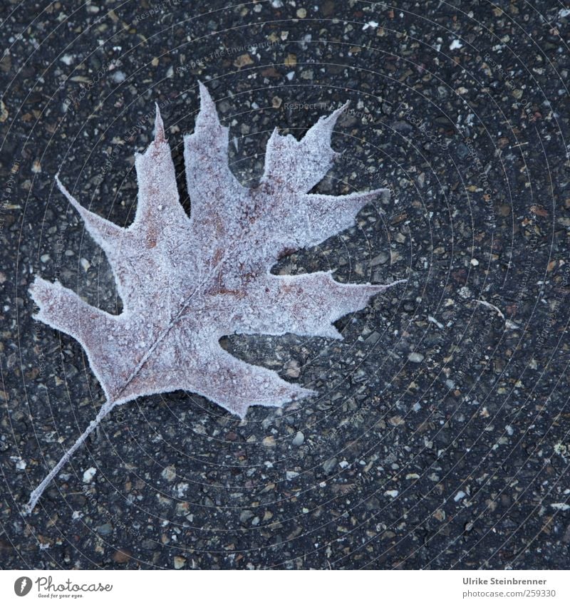 Foliage 3 Nature Plant Water Winter Ice Frost Leaf Meadow Field Freeze Glittering Lie Cold Death Loneliness Transience Change Lanes & trails Hoar frost