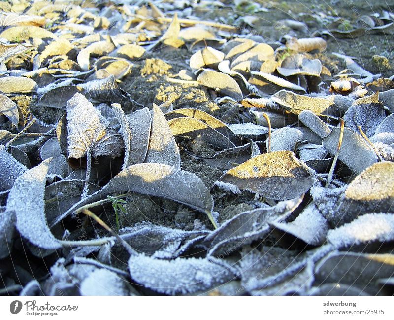 Iced leaves at -3 degrees Celsius Leaf Winter Autumn leaves near name