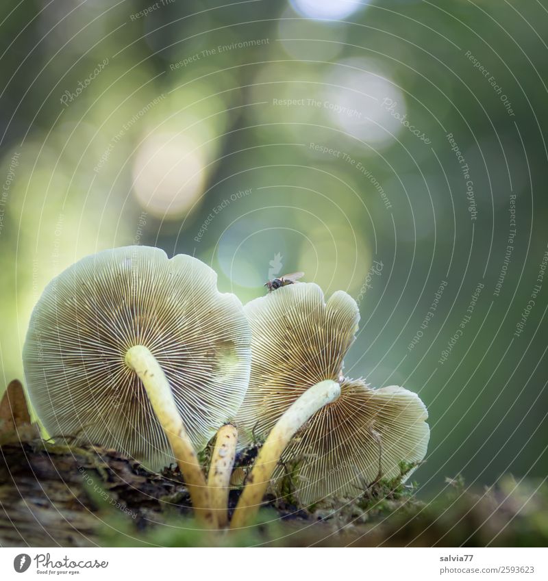 Mushroom with fly Nature Plant Earth Autumn Moss Mushroom cap Forest Fly Growth Brown Gray Green Perspective Change Slat blinds Curved Amanita mushroom Eroded