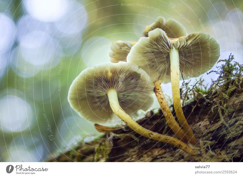 complex | disappear and emerge Environment Nature Animal Sky Autumn Plant Moss Mushroom cap Slat blinds Woody Forest Growth Transience Change