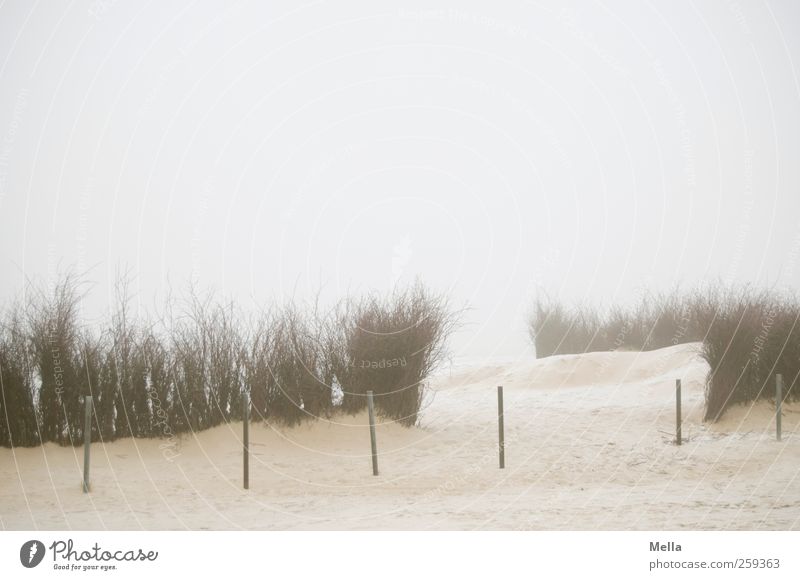 a way out Environment Nature Landscape Sand Fog Plant Bushes itinerant Twigs and branches Coast Beach North Sea Bollard Boundary Rod Pole Bright Cold Gloomy