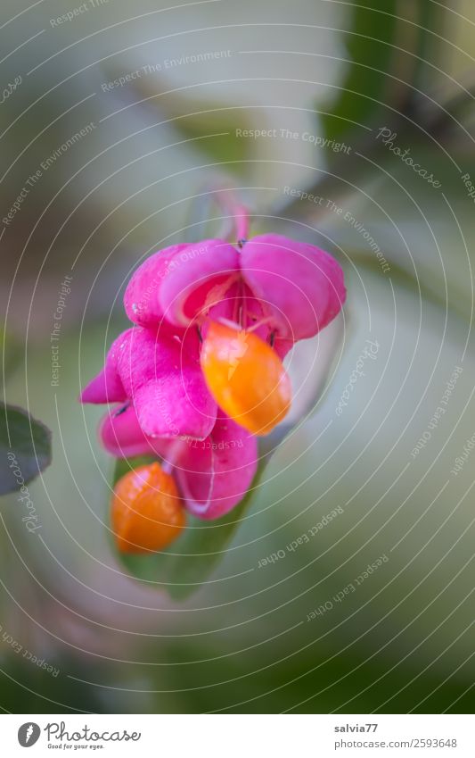 parson's hat Nature Plant Autumn Bushes Leaf Fruit Seed head Common spindle Twig Park Green Orange Pink Esthetic Uniqueness Colour Contrast Poison Colour photo