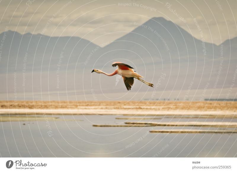 flying dinosaurs Exotic Summer Mountain Environment Nature Landscape Elements Earth Sky Climate Beautiful weather Lake Animal Wild animal Bird Flamingo 1 Flying