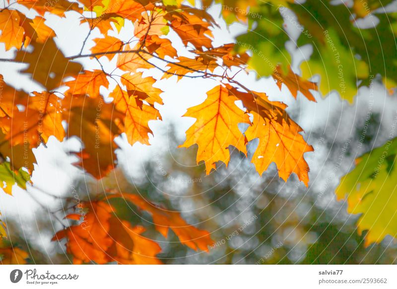 oak branches Nature Autumn Plant Tree Leaf Twigs and branches October Park Forest Natural Warmth Brown Yellow Green Change Time Autumnal colours Seasons