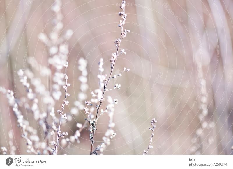 dried flowers Environment Nature Plant Spring Flower Blossom Wild plant Esthetic Natural Dry Beige Colour photo Exterior shot Deserted Day