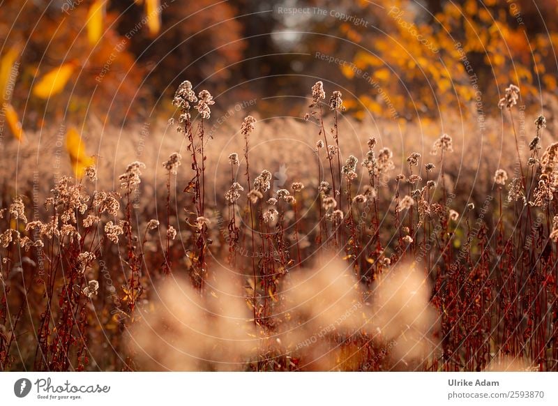 Autumn lights in nature Wellness Spa Decoration Wallpaper Nature Plant Flower Leaf Blossom Solidago canadensis Autumn leaves Field Glittering Illuminate Faded