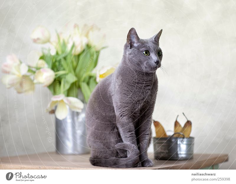 Russian Blue Food Fruit Pear Nutrition Art Plant Tulip Blossom Animal Pet Cat russian blue 1 Bowl Wood Metal Observe Relaxation Looking Esthetic Elegant