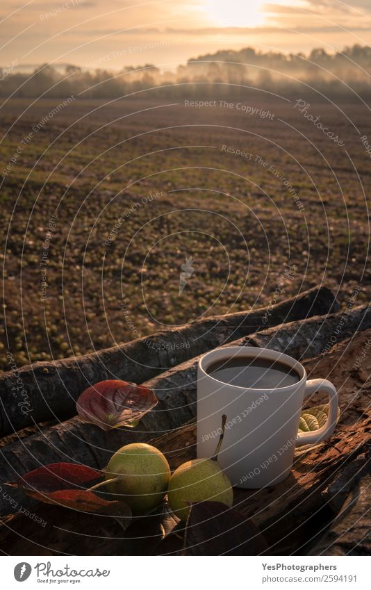 Coffee mug on tree bark at sunrise Fruit Breakfast Lifestyle Leisure and hobbies Vacation & Travel Trip Adventure Camping Environment Nature Landscape Horizon