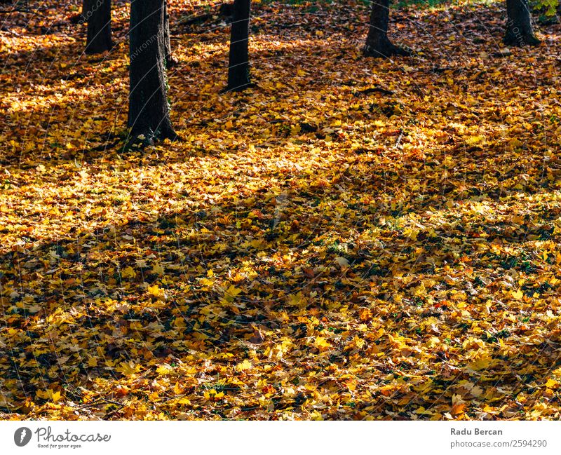 Brown Dried Autumn Leaves Background In Fall Season Abstract Set Background picture Beautiful Bright Close-up Colour Multicoloured Dry Plant Leaf Forest Garden