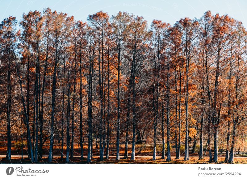 Autumn Red Trees Forest In Fall Season Vacation & Travel Adventure Sun Environment Nature Landscape Beautiful weather Plant Leaf Foliage plant Park Old Dark