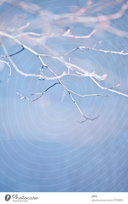 branches Environment Nature Plant Spring Tree Branch Esthetic Natural Blue Colour photo Exterior shot Deserted Copy Space bottom Neutral Background Day