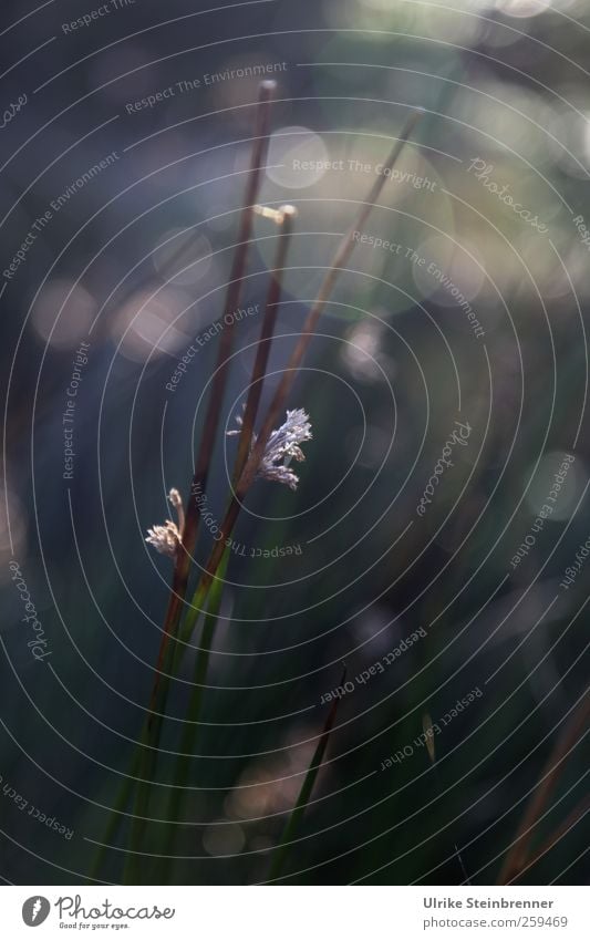 cyperaceae Nature Plant Autumn Beautiful weather Grass Wild plant Marsh grass sour grass Mountain Black Forest Glittering Stand To dry up Growth Natural Stalk