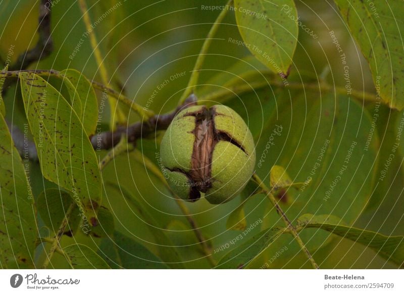 The walnut - already quite close to the heart of the matter Food Fruit Walnut Walnut kernel Nutrition Healthy Healthy Eating Agriculture Forestry Nature Autumn