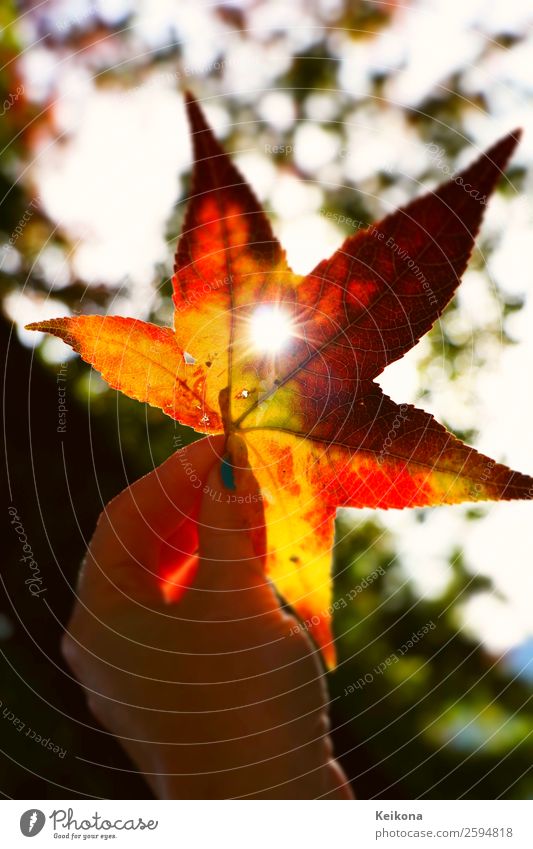 Sun shining through sweetgum tree leaf Autumn Weather Beautiful weather Tree To enjoy Orange Red Warm-heartedness Love amber starfish Hand Sunbeam Blur October