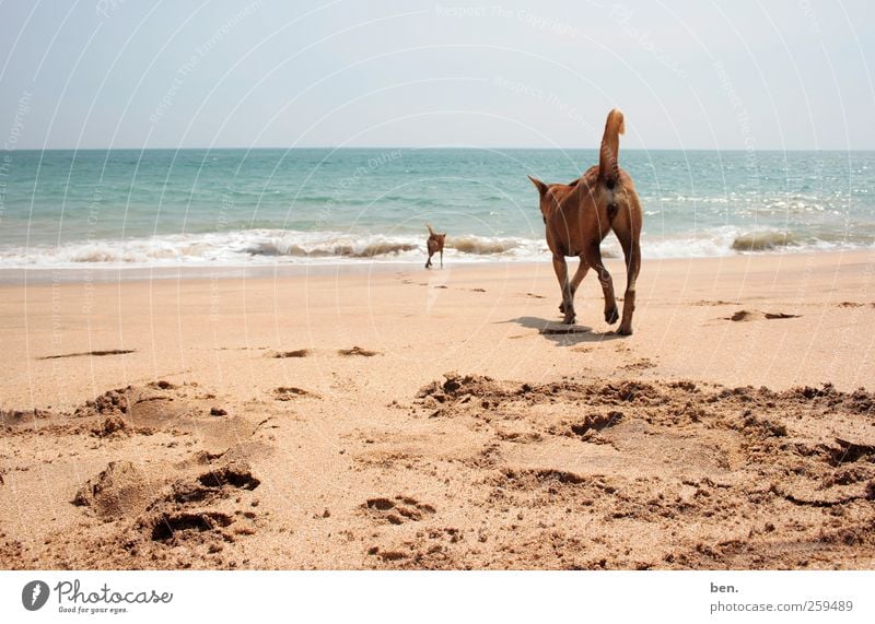 tramps Sand Water Sun Beautiful weather Coast Waves Tracks Dog 2 Animal Pack Pair of animals Animal family Walking Together Curiosity Gloomy Warmth Soft